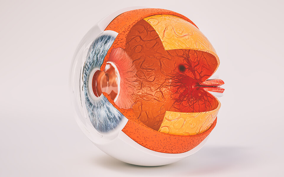 Anatomy of the Retina